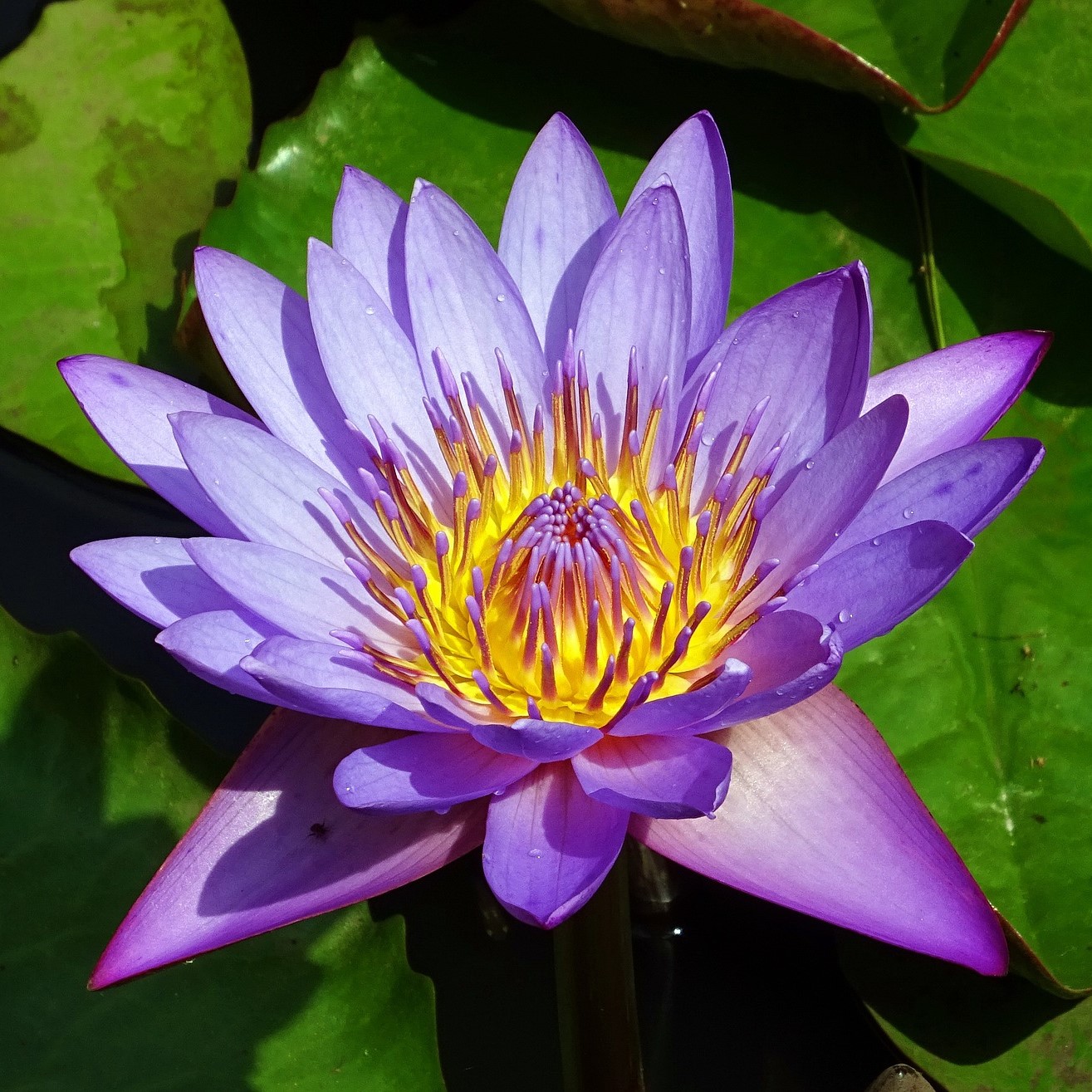 Blue lotus (Nymphaea nouchali) - 10 seeds - Onszaden