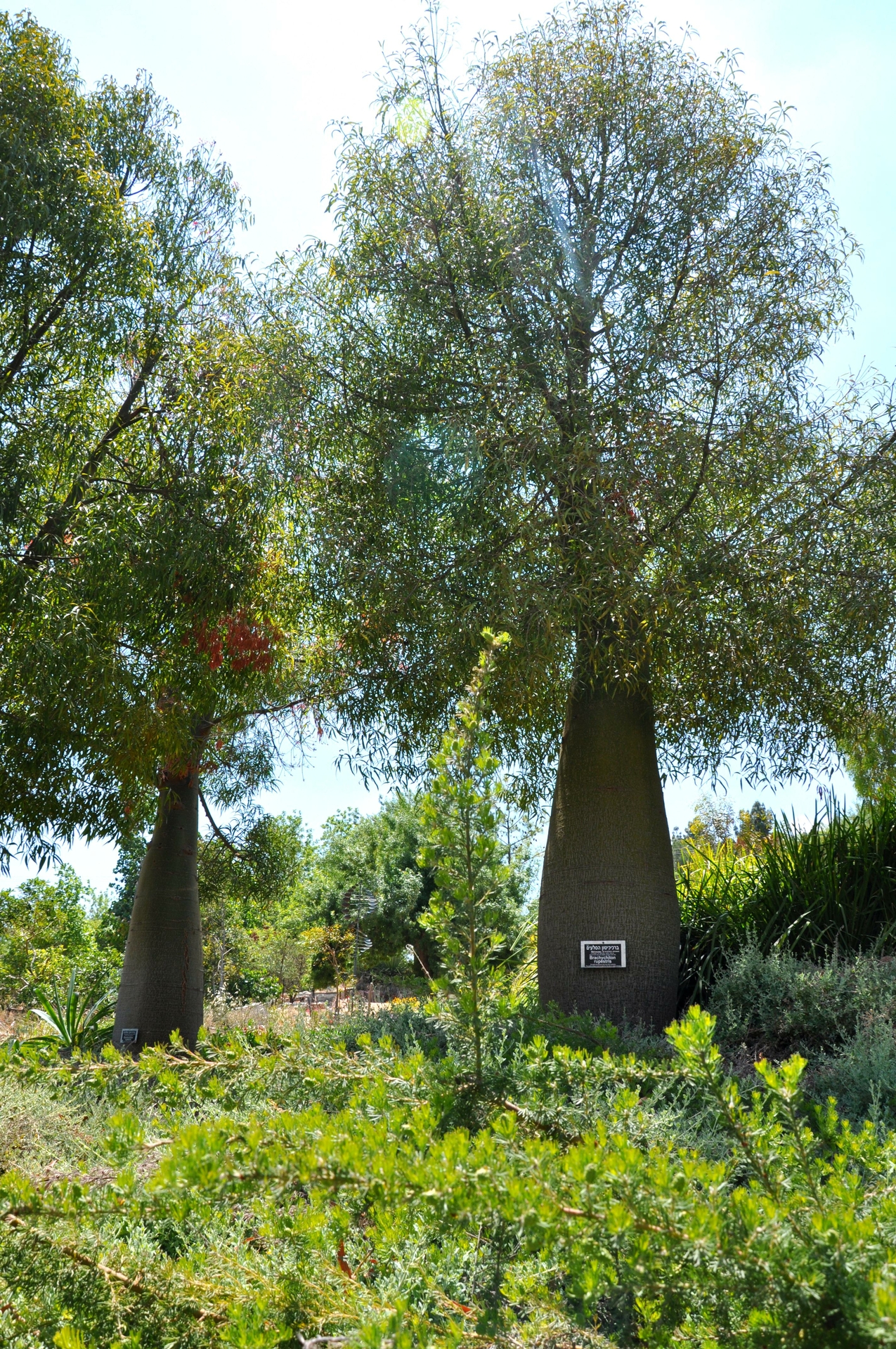 Brachychiton rupestris, Queensland bottle tree