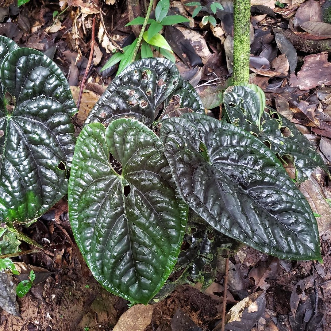 Anthurium (Anthurium luxurians)