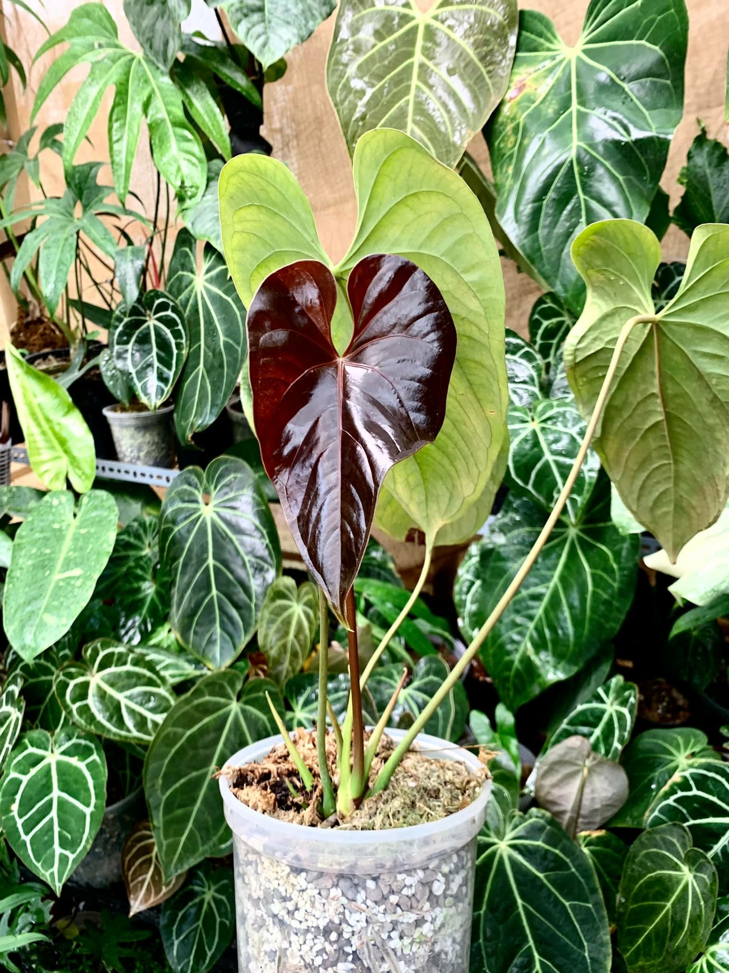 Anthurium (Anthurium chamberlainii X)