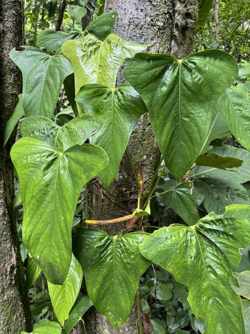 その他観葉植物 Anthurium subsignatum _Anthurium subsignatum