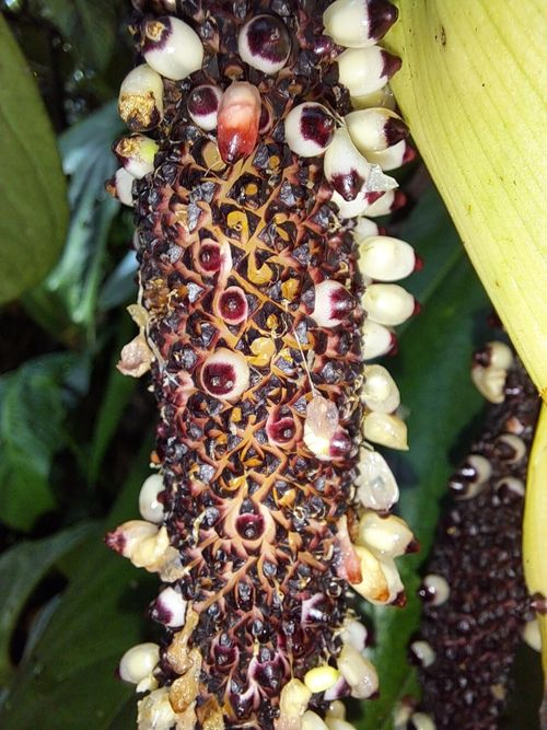 その他観葉植物 hapiAnthurium subsignatum その他観葉植物 hapiAnthurium subsignatum Asplenium quitense