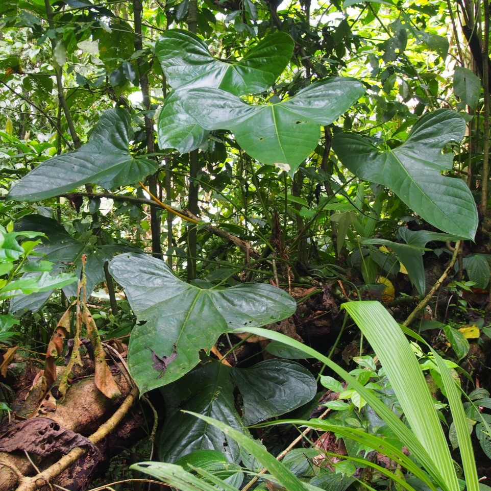 その他観葉植物 Anthurium subsignatum _Anthurium subsignatum