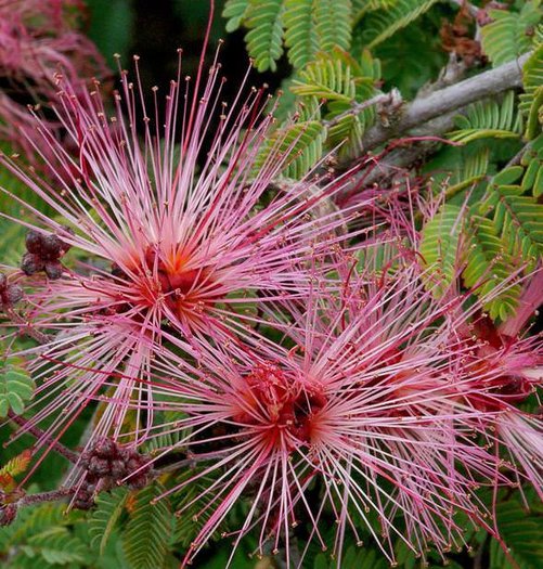 Calliandra eriophylla - Fairy Duster - 10 seeds - Onszaden