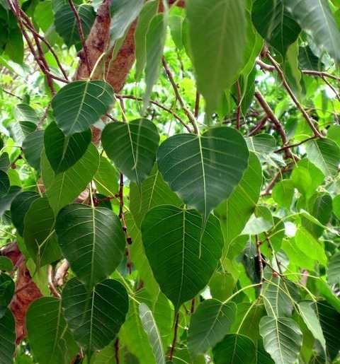 Ficus religiosa - Bodhi tree - seeds - Onszaden