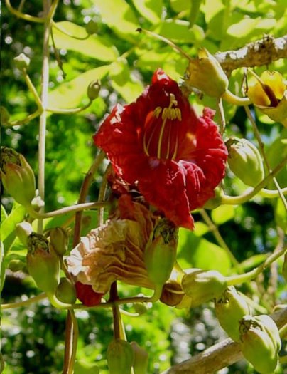 Kigelia africana fruit image