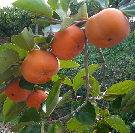Diospyros kaki - Kaki persimmon - 10 seeds - Onszaden