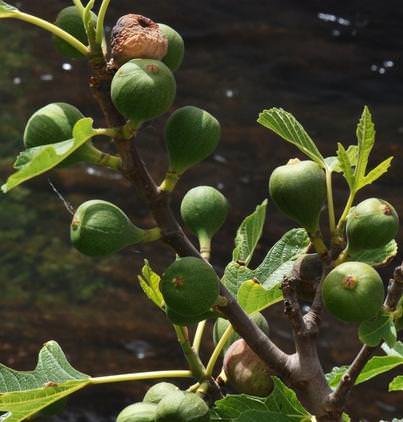 onszaden carica ficus