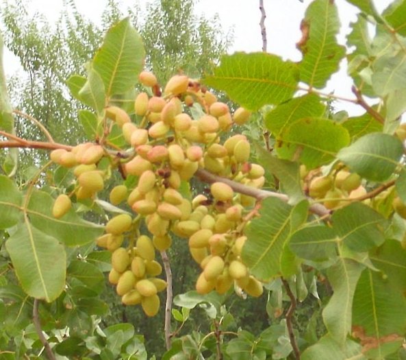 Pistacia vera - Pistachio - 5 seeds - Onszaden