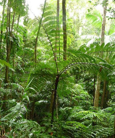 Cyathea rebeccae - Rebecca tree fern - spores - Onszaden