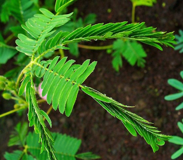 Mimosa pudica Touchmenot plant 20 seeds Onszaden