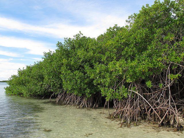 Rhizophora mangle - Red mangrove - seeds - Onszaden