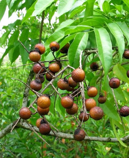 Sapindus saponaria - Soapberry - 3 seeds - Onszaden