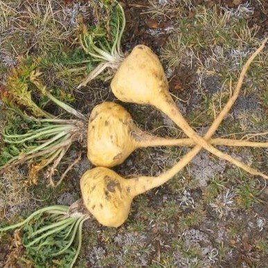 Lepidium meyenii - Maca - Seeds - Onszaden