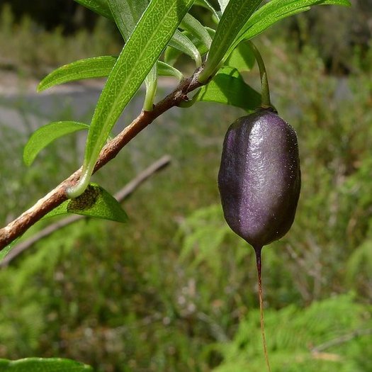 Billardiera longiflora Purple appleberry 20 seeds Onszaden