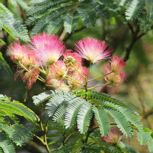 Albizia julibrissin 'E.H. Wilson' - Persian silk tree - 10 seeds - Onszaden