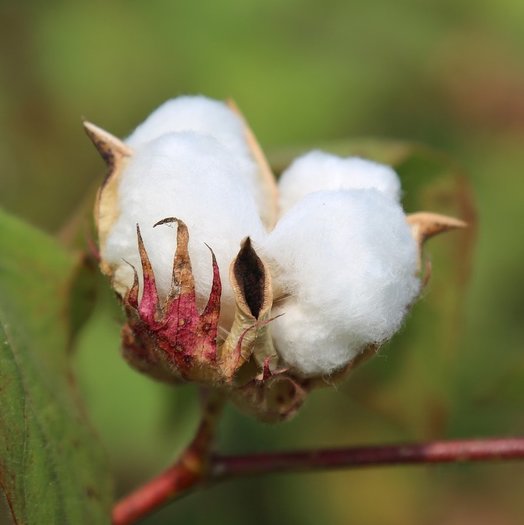 Gossypium herbaceum - Levant cotton - 10 seeds - Onszaden