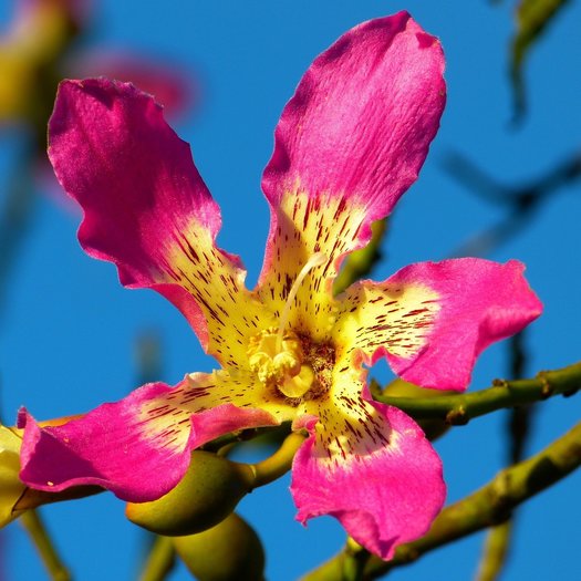Ceiba speciosa Silk floss tree 10 seeds Onszaden