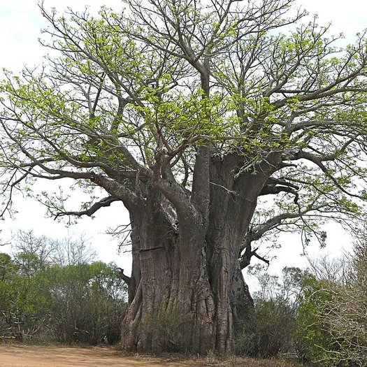 50 Affenbrotbaum Thuya Graines-Afrique Baobab adansonia digitata SEEDS 