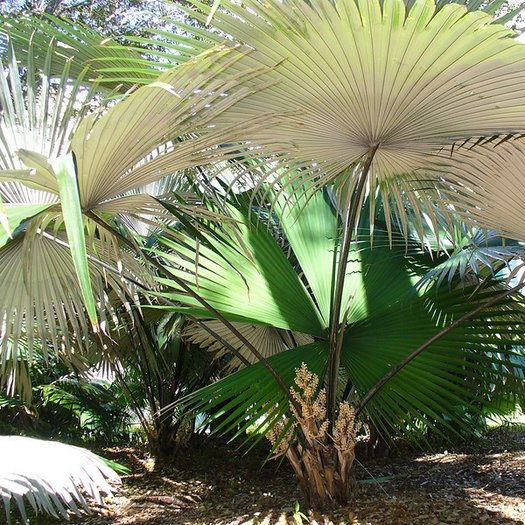 White Elephant Palm (Kerriodoxa elegans) - 2 seeds - Onszaden