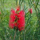 Scarlet Bottlebrush (Callistemon phoeniceus)_