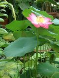 Indian Lotus (Nelumbo nucifera)_