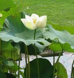 White Indian Lotus (Nelumbo nucifera 'alba')_