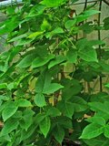 Levant Cotton (Gossypium herbaceum)_