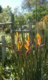 Narrow-leaved Bird of Paradise Flower (Strelitzia juncea)_