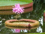 Victoria Water Lily (Victoria amazonica)_