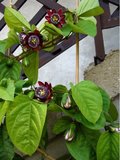 Winged-stem Passionflower (Passiflora alata)_
