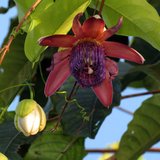 Injo Passionflower (Passiflora ambigua)_
