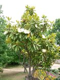 Southern Magnolia (Magnolia grandiflora)_