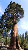 Giant Redwood (Sequoiadendron giganteum)_