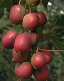 Red Kiwi (Actinidia purpurea)_