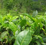 Tea Plant (Camellia sinensis)_