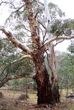 Candlebark Gum (Eucalyptus rubida)_