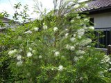 Tea Tree (Melaleuca alternifolia)_