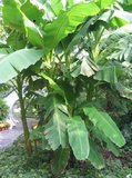 Plantain Banana (Musa x paradisiaca)_