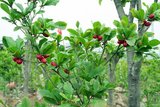 Miracle Fruit (Synsepalum dulcificum)_