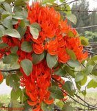Rouge de Réunion (Strongylodon siderospermum)_