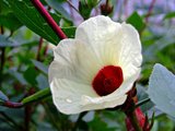 Roselle (Hibiscus sabdariffa)_
