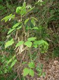 Threeleaf Akebia (Akebia trifoliata)_
