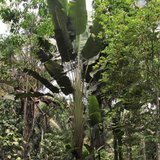 South American Travellers Palm (Phenakospermum guyannense)_