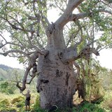 Australian Baobab (Adansonia gregorii)_