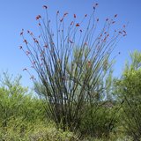 Ocotillo (Fouquieria splendens)_