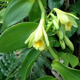 Vanilla Orchid (Vanilla planifolia)_