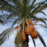 Date Palm (Phoenix dactylifera)_