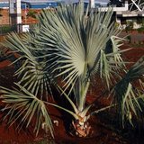 Bismarck Palm (Bismarckia nobilis)_