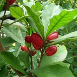 Miracle Fruit (Synsepalum dulcificum)_